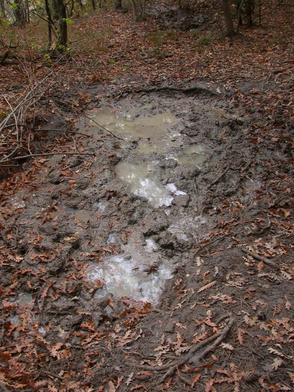 Escursione mirata   a Tricholoma portentosum